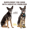 Probiotics For Dogs Support Gut Health Itchy Skin Allergies Yeast Balance Immunity Dog Probiotics And Digestive Enzymes For Small Medium And Large Dog
